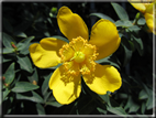 foto Fiori